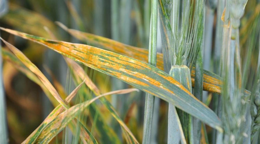 Growers urged to plan yellow rust management as resistance falls