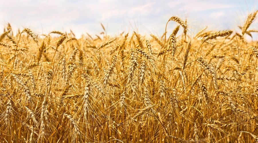 A new initiative funded by AHDB will test whether growing a mixture of milling wheat varieties can deliver better crops.