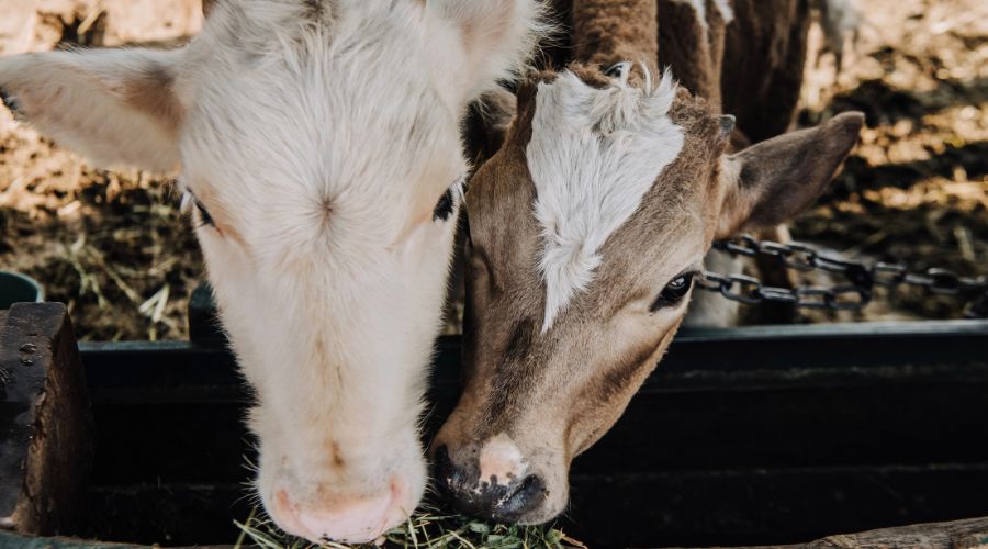 Farmers have been advised to take extra steps to support calves born this late summer and autumn, with prolonged hot weather expected to impact survival and performance.