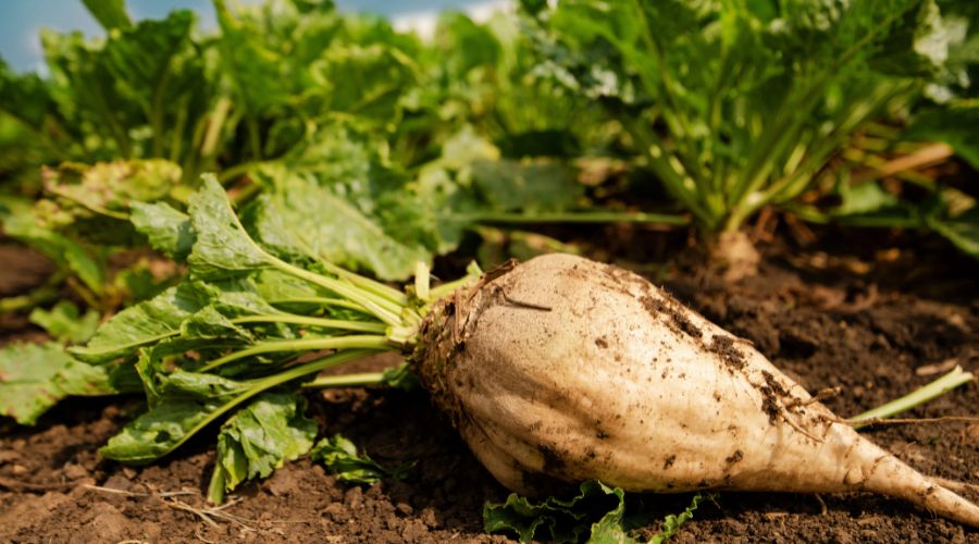 The sugar beet industry has raised concerns following the announcement by the UK government that it will be reviewing the rules on emergency use of neonicotinoid pesticides. 