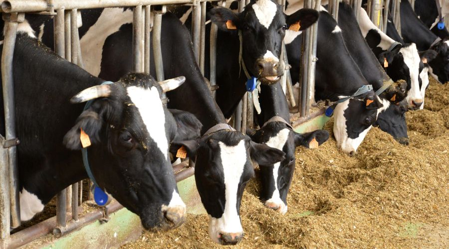 Farmers facing feed shortages caused by the ongoing drought can apply for grants of up to £3,000, provided by the farming charity, Addington Fund.