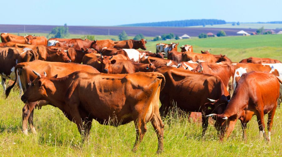 With a strong commitment to securing the future of farming business, a couple of farmers set their sights on expanding their beef herd with help from UK Agricultural Finance.