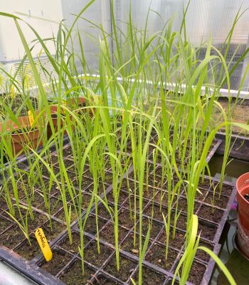 Rice germination and planting.