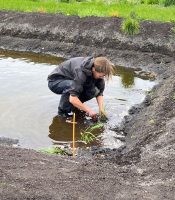 Rice germination and planting.