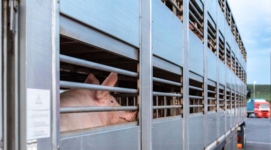 AHDB relaunches Muck Free Truck campaign this October with 'Muck Off!' slogan to strengthen biosecurity across the UK pig industry.