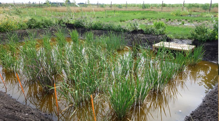 Trials of cultivating rice on rewetted peat soils in the Cambridgeshire Fens are part of UK Centre for Ecology & Hydrology (UKCEH) project.