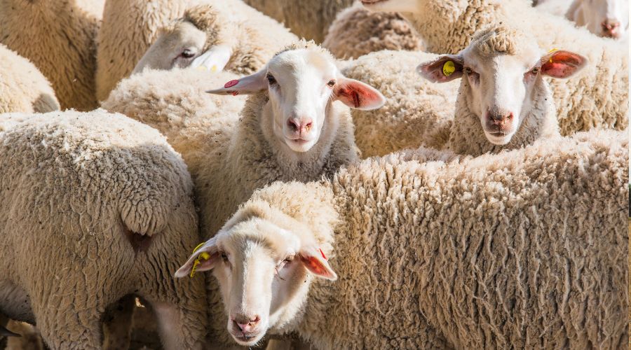 With ewe and ram sales in full swing, farmers are being reminded of the importance of effective quarantine protocols, SCOPS warns.