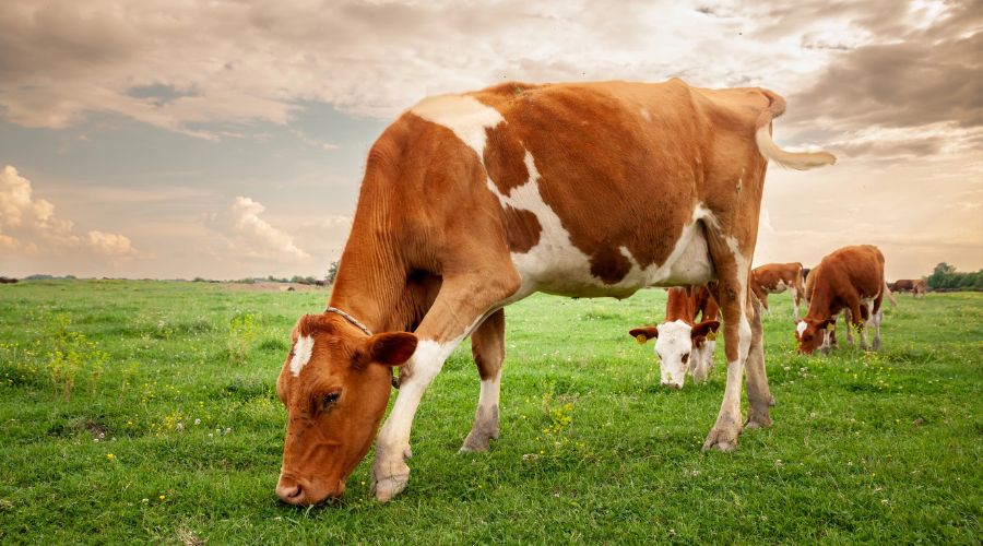 Livestock farmers have been urged to be extremely vigilant following confirmation of two cases of Bluetongue virus (BTV-3) in Wales.   