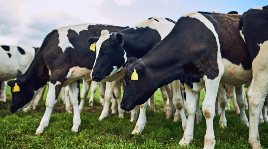 TFood Standards Agency has released an update on investigation into the botulism outbreak that has resulted in the deaths of more than 700 cattle.