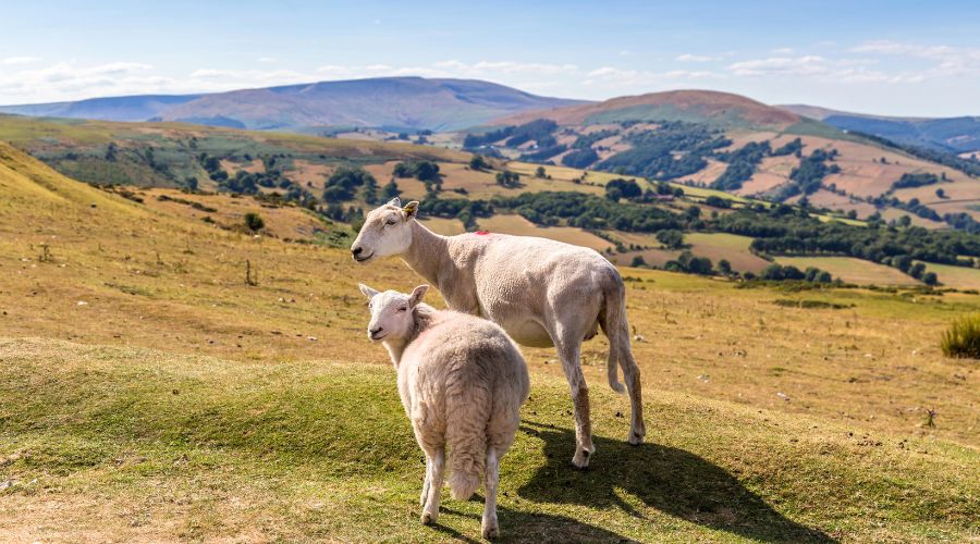 Farming community from the Welsh Marches has been invited to take part in Marches Real Food and Farming Convergence.