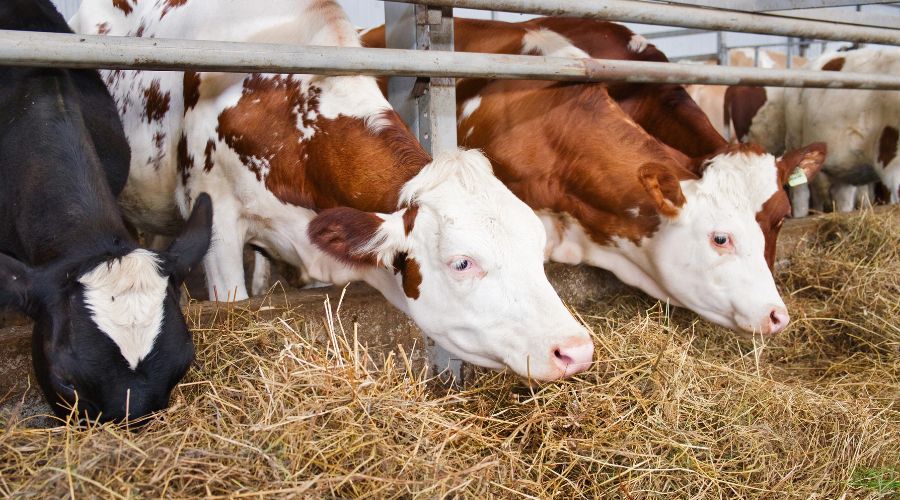The feed industry has urged livestock producers to carefully consider their feed requirements through to late spring 2026 and to discuss these with their feed suppliers.