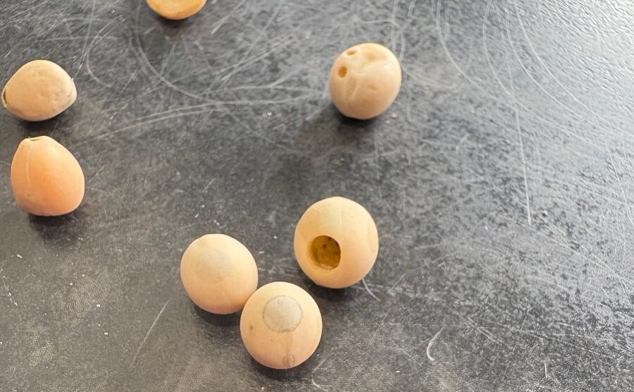 Pea bruchid has been found in a UK-grown commercial pea crop for the first time, the Processors and Growers Research Organisation (PGRO) has confirmed.