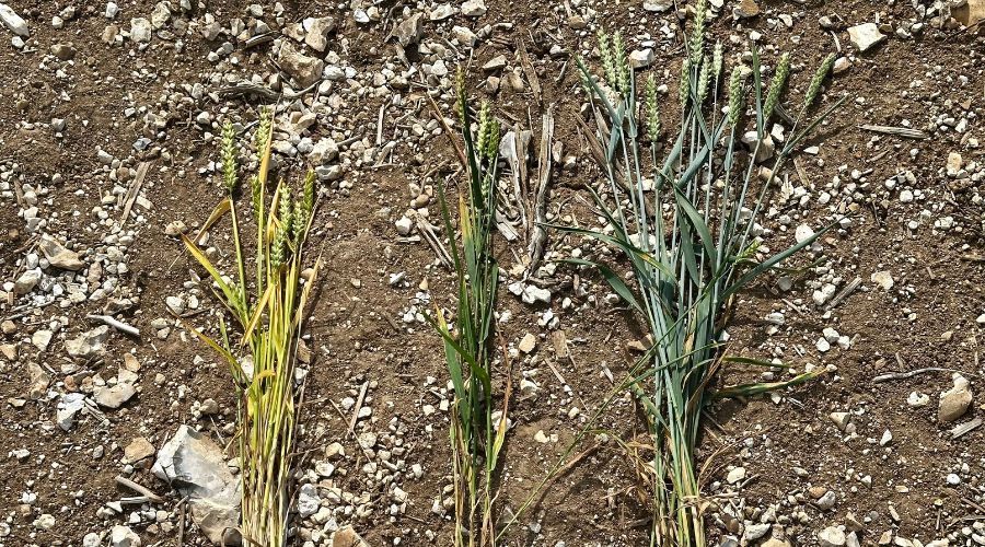 three crops shown left to right: Susceptible variety no insecticide, Susceptible variety with insecticide and RGT Goldfinch on the right