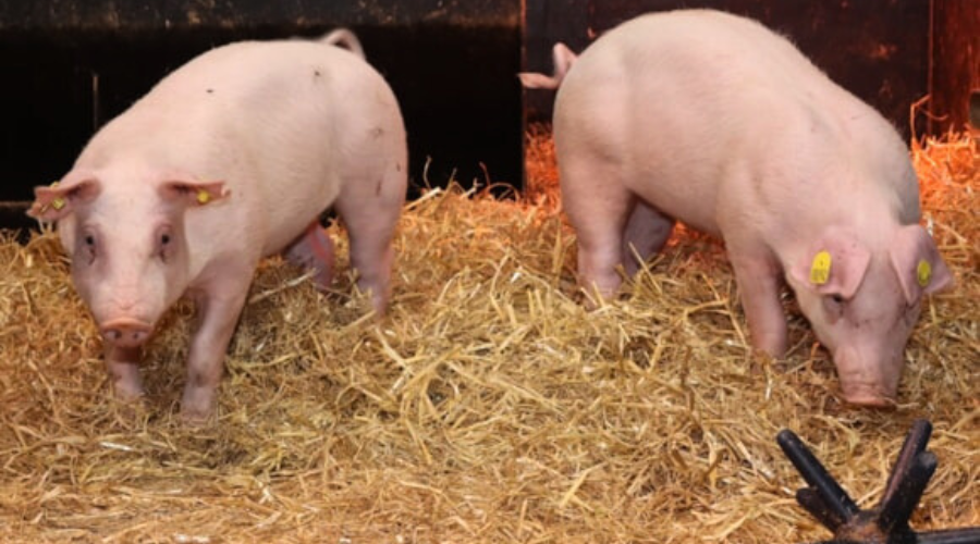 Gene-edited pigs, photo by Simon Lillico.