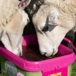 Rumenco will roll out its pink Lifeline Lamb and Ewe buckets in aid of the Pink Ribbon Foundation which has already donated over £21,000.