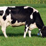 The Farmers’ Union of Wales (FUW) has questioned whether Fair Dealings Obligations (Milk) Regulations 2024 are delivering on their promise.