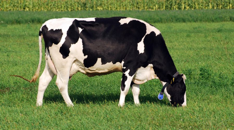 The Farmers’ Union of Wales (FUW) has questioned whether Fair Dealings Obligations (Milk) Regulations 2024 are delivering on their promise.