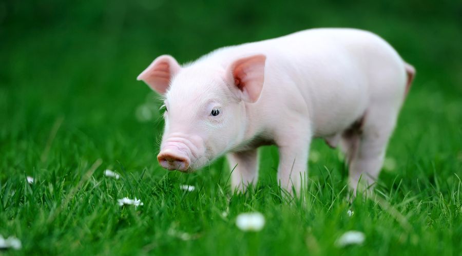 Researchers from University of Edinburgh’s Roslin Institute have created pigs that are resistant to classical swine fever (CSF).