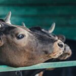 Representatives of the Welsh farming industry responded to announcement regarding bovine TB and changes to Resolved Inconclusive Reactors.