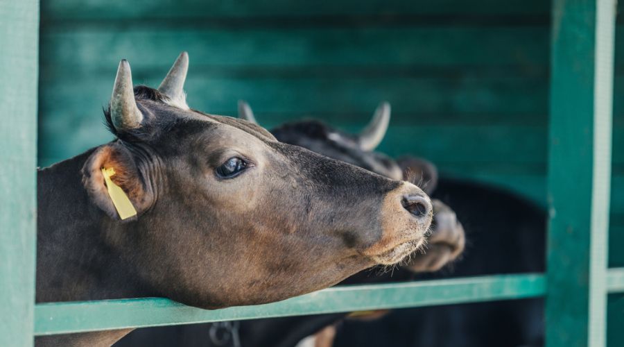 Representatives of the Welsh farming industry responded to announcement regarding bovine TB and changes to Resolved Inconclusive Reactors.
