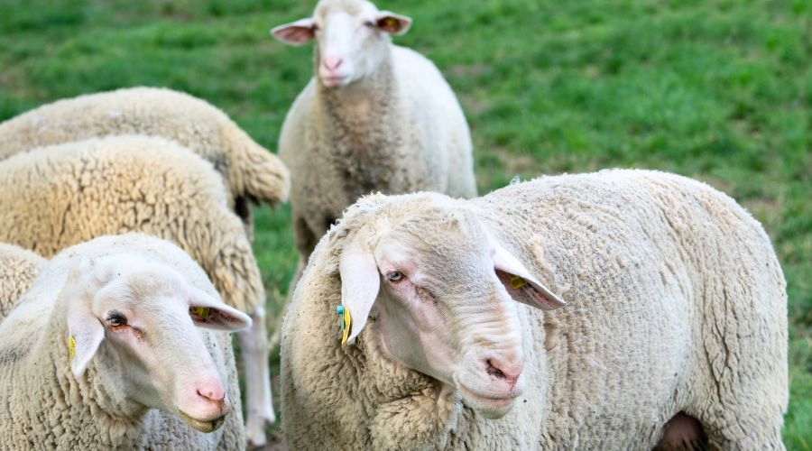 Everything you need to know about all-Wales Bluetongue Restricted Zone