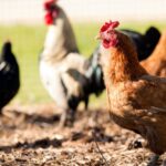An Avian Influenza Prevention Zone with housing measures will be introduced for north, central and parts of east of England.