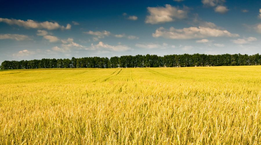 Bayer’s Jessico Fusion, first co-formulation of Iblon (isoflucypram) and Inatreq active (fenpicoxamid), will be available in spring 2026.