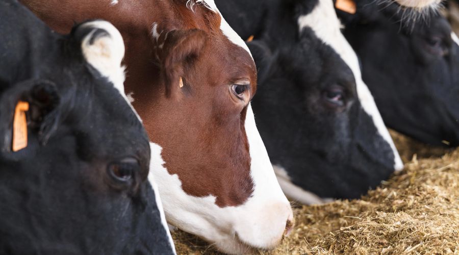 Field trials for a cattle vaccine and companion skin test for bovine tuberculosis (bTB) have moved to the next phase, APHA announced.