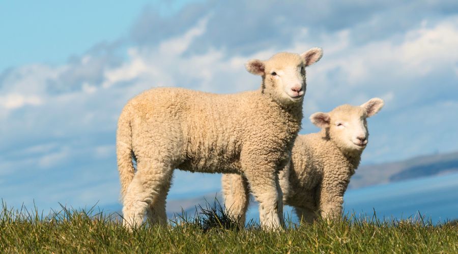 The National Sheep Association (NSA) Lambing List is now open for farmers ahead of lambing season.