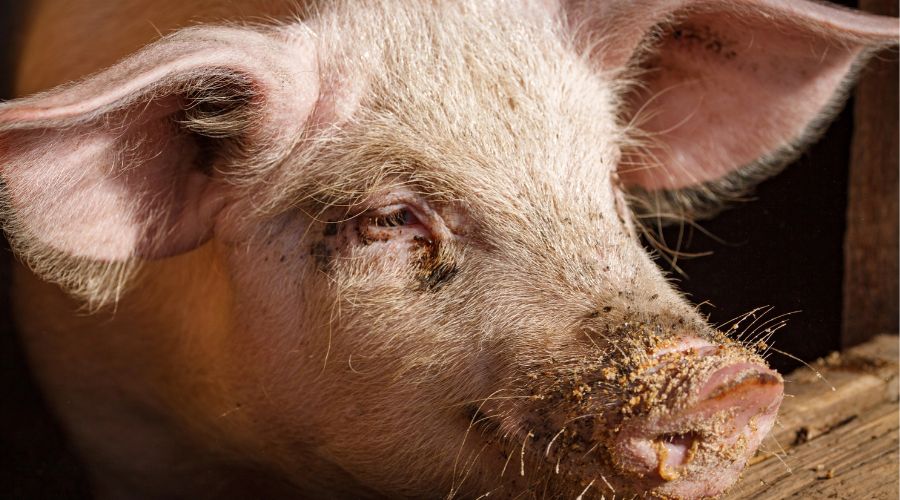 British meat industry representatives have issued strong response to Animal Welfare Committee (AWC) report on the use of carbon dioxide (CO₂) in pig processing.