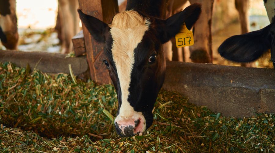 Rumenco has launched the NovaSile Cool and Stable (NovaSile CS), a new silage additive designed to work across all silage types.