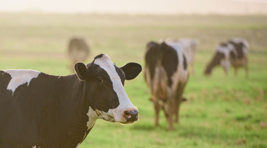 AIMS executive director, Dr Jason Aldiss BEM, has expressed serious concern at the continuing spread of bluetongue across Great Britain.