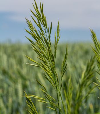 brome is becoming an increasing issue on some farms, with cases of resistance to contact herbicides making control a real challenge.