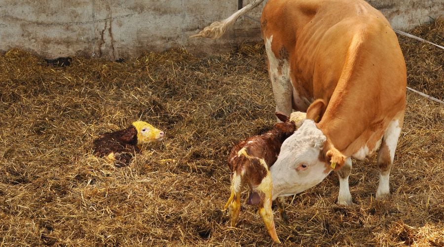new born calves on straw with mother
