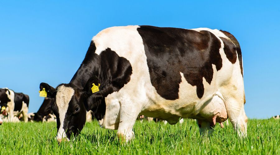 Scottish dairy farmers have been informed of significant milk price reductions due to take effect in October.