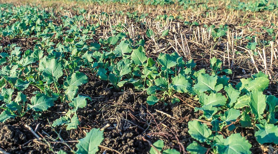Oilseed rape growers are being urged to pay close attention to nutrition ahead of winter, as tissue testing has highlighted deficiencies.  