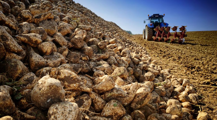 Three positions on the Sugar Board are up for election, with successful candidates joining the Board in March 2026.