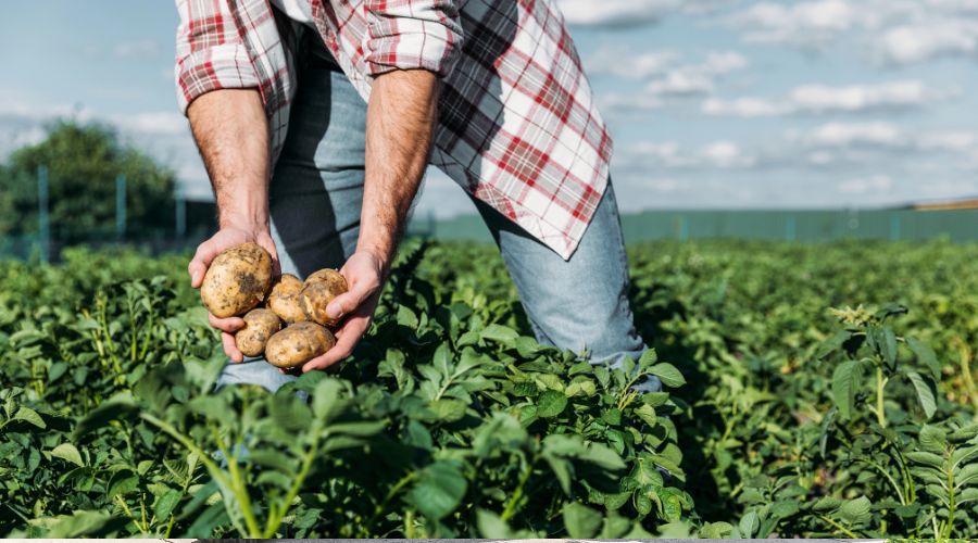 New variant of potato leafroll virus (PLRV) is rapidly replacing the historic strain that has circulated in Scotland since at least 1989.