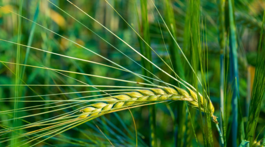 Elsoms, seed specialist and plant breeder, has unveiled a new brand identity that reflects both its heritage and growing global footprint.