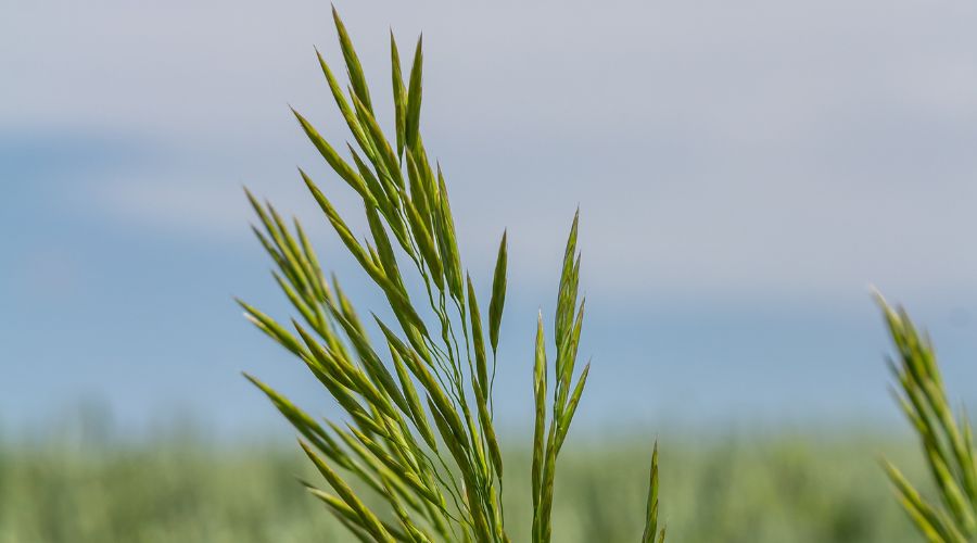 Hutchinsons' technical manager Dick Neale said that in most cases, sequencing of carefully chosen actives will be more effective than relying on big “stacks” of chemistry.