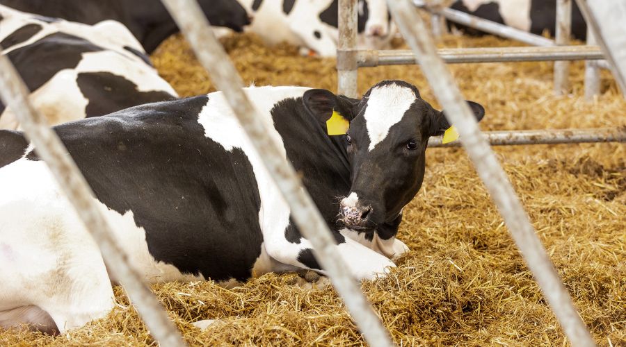 Farmers are being urged to consult their vet about vaccinating livestock against the growing threat of bluetongue serotype 3 (BTV-3).