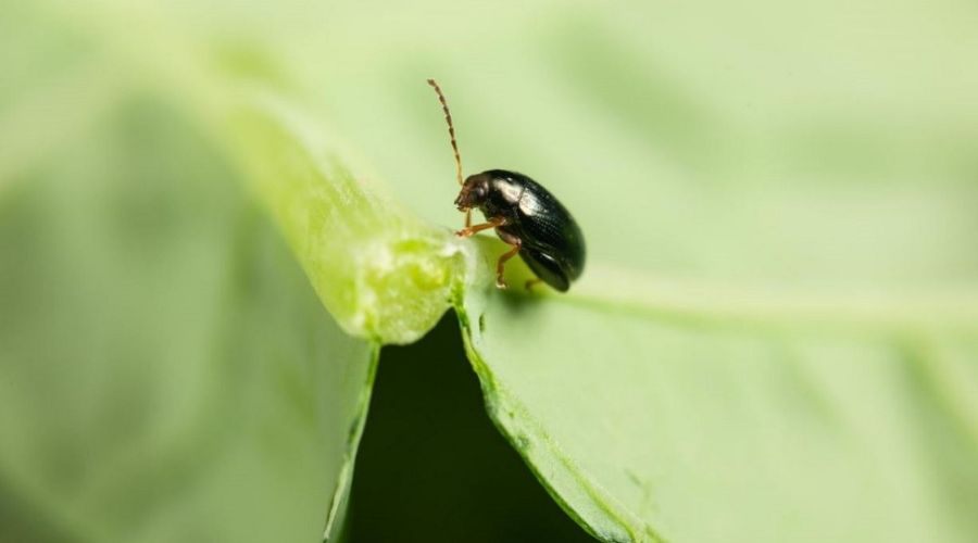 CSFB Research+ has been launched to fine-tune understanding of cabbage stem flea beetle (CSFB) development, generate data on natural enemies.
