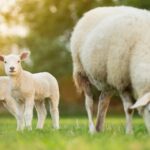 MSD Animal Health launched 2026 FlockCheck diagnostic scheme, to test flocks for exposure to toxoplasmosis and enzootic abortion (EAE).