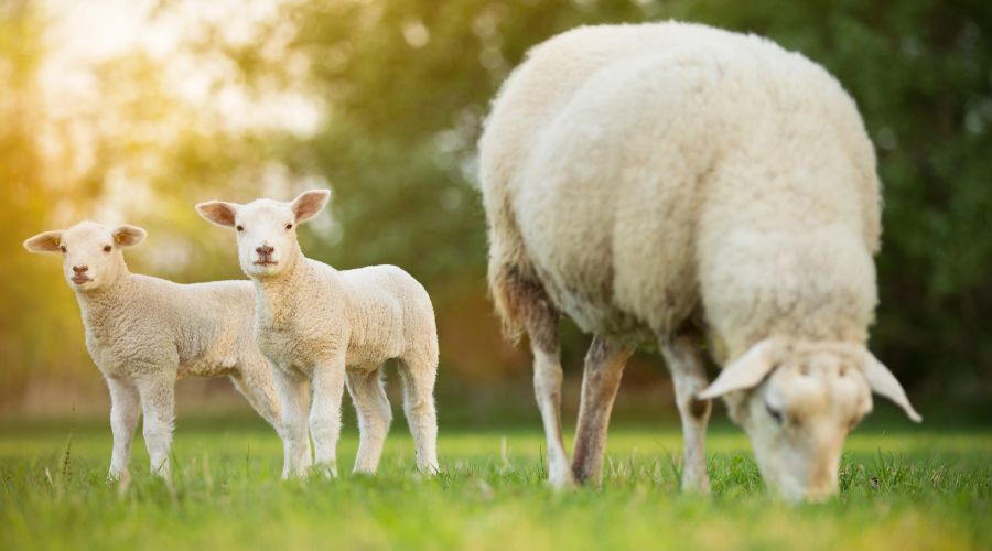 MSD Animal Health launched 2026 FlockCheck diagnostic scheme, to test flocks for exposure to toxoplasmosis and enzootic abortion (EAE).