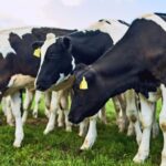 Arla Foods has confirmed that its UK projects on methane-reducing feed additives have been completed, and the findings are now under review. 