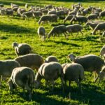 The National Sheep Association (NSA) has expressed concerns over further releases of white-tailed sea eagles in England.