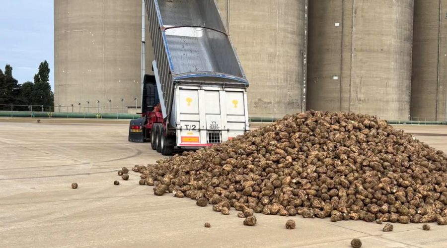 Sugar beet industry experts Francesca Broom of BBRO and Mark Winters of British Sugar have provided an update on the latest conditions in the field. 
