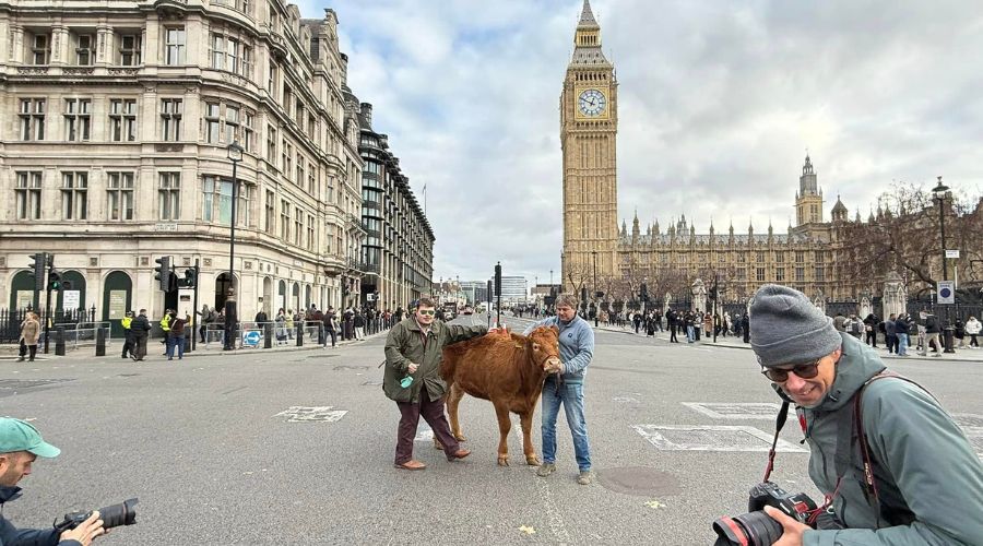 Farmers brought a cow to London yesterday, photo by Olly Harrison.