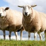 The Clear Dip team and Bimeda Animal Health announced a collaboration aimed at tackling safe and sustainable disposal of waste sheep dip. 