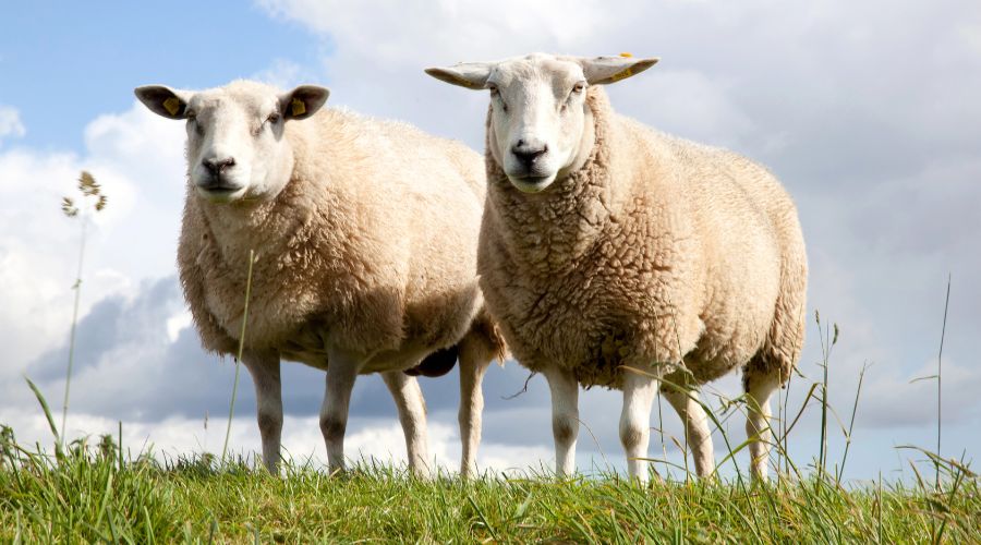 The Clear Dip team and Bimeda Animal Health announced a collaboration aimed at tackling safe and sustainable disposal of waste sheep dip. 